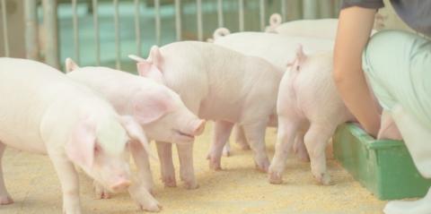 共栄飼料 株式会社【養豚管理】の求人募集画像